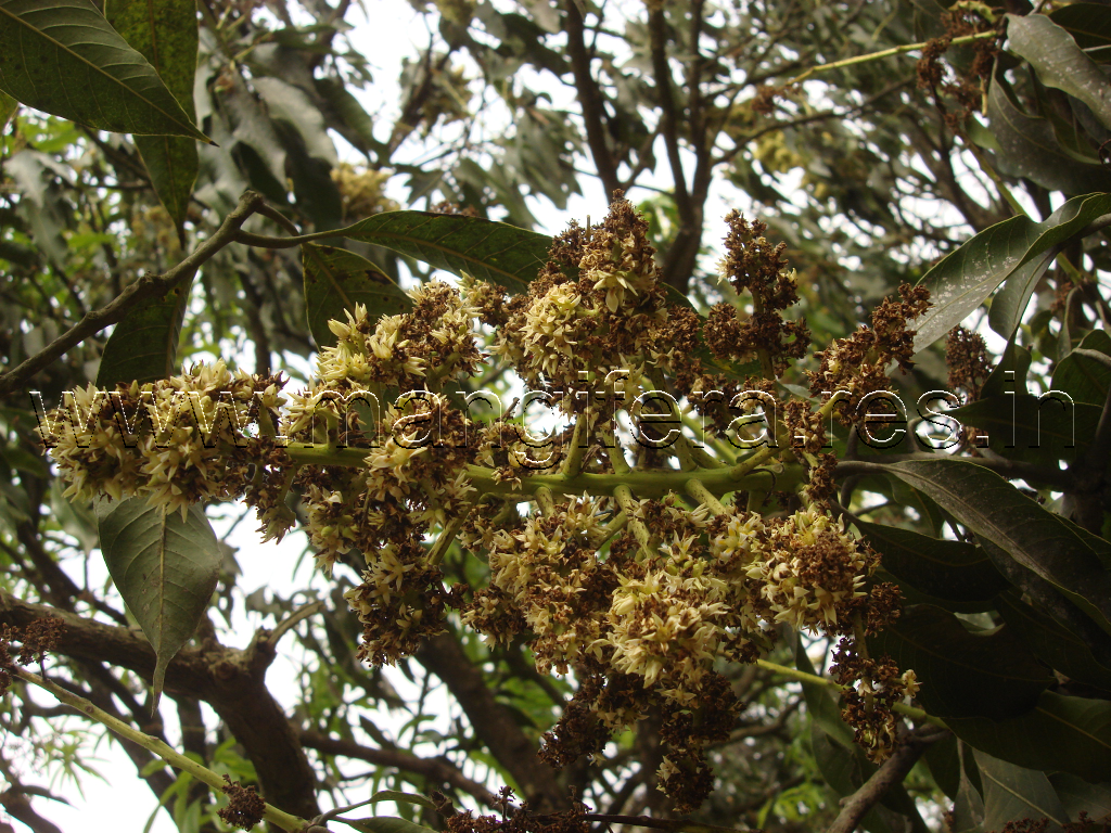 Blossom blight